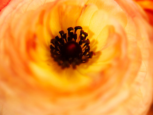 포토 JPG 식물 꽃잎 꽃 분홍색 컬러 백그라운드 한송이 근접촬영 사람없음 아웃포커스 컬러풀 노란색 꽃술_꽃 라넌큘러스 국내포토 1 뷰포인트 촬영기법 송이 파일형식