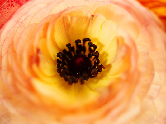 포토 JPG 식물 꽃잎 꽃 분홍색 컬러 백그라운드 한송이 근접촬영 사람없음 아웃포커스 컬러풀 노란색 꽃술_꽃 라넌큘러스 국내포토 1 뷰포인트 촬영기법 송이 파일형식