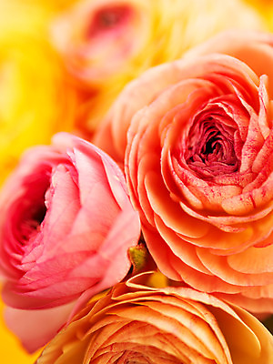 포토 JPG 식물 꽃잎 꽃 분홍색 컬러 여러송이 백그라운드 근접촬영 사람없음 아웃포커스 컬러풀 노란색 라넌큘러스 국내포토 뷰포인트 다수 촬영기법 파일형식