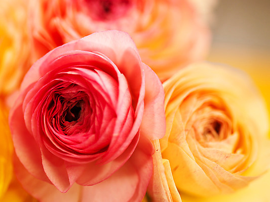 포토 JPG 식물 꽃잎 꽃 분홍색 컬러 여러송이 백그라운드 근접촬영 사람없음 아웃포커스 컬러풀 노란색 라넌큘러스 국내포토 뷰포인트 다수 촬영기법 파일형식