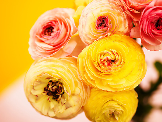 포토 JPG 식물 꽃잎 꽃 분홍색 컬러 여러송이 백그라운드 근접촬영 사람없음 아웃포커스 컬러풀 노란색 라넌큘러스 국내포토 뷰포인트 다수 촬영기법 파일형식