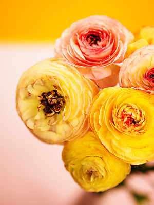 포토 JPG 식물 꽃잎 꽃 분홍색 컬러 여러송이 백그라운드 근접촬영 사람없음 아웃포커스 컬러풀 노란색 라넌큘러스 국내포토 뷰포인트 다수 촬영기법 파일형식