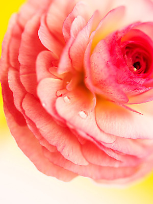 포토 JPG 식물 꽃잎 꽃 분홍색 컬러 백그라운드 한송이 근접촬영 사람없음 아웃포커스 물방울 라넌큘러스 국내포토 1 뷰포인트 촬영기법 송이 파일형식