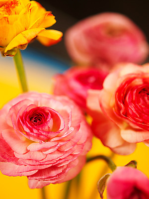 포토 JPG 식물 꽃잎 꽃 분홍색 컬러 여러송이 백그라운드 근접촬영 사람없음 아웃포커스 컬러풀 노란색 라넌큘러스 꽃대 국내포토 뷰포인트 다수 촬영기법 파일형식