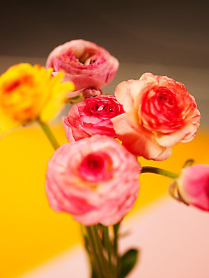 포토 JPG 식물 꽃잎 꽃 분홍색 컬러 여러송이 백그라운드 근접촬영 사람없음 아웃포커스 컬러풀 노란색 라넌큘러스 꽃대 국내포토 뷰포인트 다수 촬영기법 파일형식