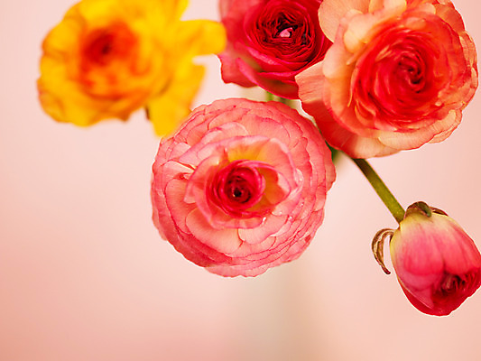 포토 JPG 식물 꽃잎 꽃 분홍색 컬러 여러송이 백그라운드 근접촬영 사람없음 아웃포커스 컬러풀 노란색 라넌큘러스 국내포토 뷰포인트 다수 촬영기법 파일형식