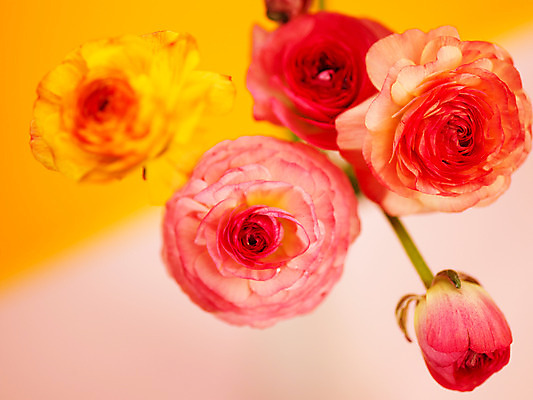 포토 JPG 식물 꽃잎 꽃 분홍색 컬러 여러송이 백그라운드 근접촬영 사람없음 아웃포커스 컬러풀 노란색 라넌큘러스 국내포토 뷰포인트 다수 촬영기법 파일형식