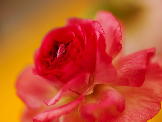 포토 JPG 식물 꽃잎 꽃 분홍색 컬러 백그라운드 한송이 근접촬영 사람없음 아웃포커스 라넌큘러스 국내포토 1 뷰포인트 촬영기법 송이 파일형식