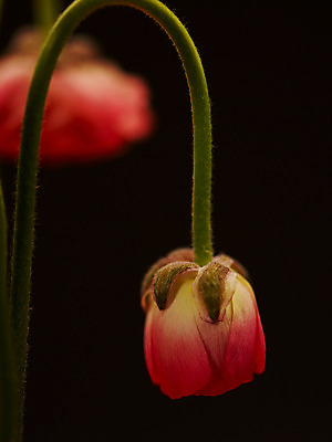 포토 JPG 식물 꽃잎 꽃 분홍색 컬러 백그라운드 근접촬영 사람없음 아웃포커스 두송이 라넌큘러스 꽃대 국내포토 뷰포인트 2 촬영기법 파일형식