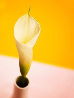 포토 JPG 식물 꽃 컬러 백그라운드 한송이 여름꽃 자연 근접촬영 사람없음 아웃포커스 꽃병 흰색 카라 국내포토 1 뷰포인트 촬영기법 생태계 송이 파일형식 여름_계절