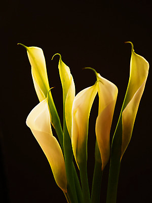 포토 JPG 식물 꽃 컬러 여러송이 백그라운드 여름꽃 자연 근접촬영 사람없음 아웃포커스 흰색 카라 국내포토 뷰포인트 다수 촬영기법 생태계 파일형식