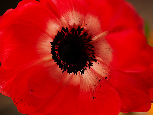 포토 JPG 식물 꽃잎 꽃 컬러 백그라운드 한송이 봄꽃 자연 근접촬영 사람없음 빨간색 아네모네 국내포토 1 뷰포인트 봄 생태계 송이 파일형식