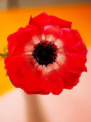 포토 JPG 식물 꽃잎 꽃 컬러 백그라운드 한송이 봄꽃 자연 근접촬영 사람없음 아웃포커스 빨간색 아네모네 국내포토 1 뷰포인트 촬영기법 봄 생태계 송이 파일형식