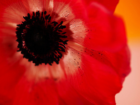 포토 JPG 식물 꽃잎 꽃 컬러 백그라운드 한송이 봄꽃 자연 근접촬영 사람없음 아웃포커스 빨간색 아네모네 국내포토 1 뷰포인트 촬영기법 봄 생태계 송이 파일형식