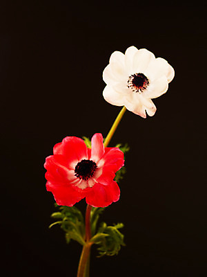 포토 JPG 식물 꽃잎 꽃 컬러 백그라운드 봄꽃 자연 근접촬영 사람없음 아웃포커스 빨간색 컬러풀 흰색 두송이 아네모네 국내포토 뷰포인트 2 촬영기법 봄 생태계 파일형식