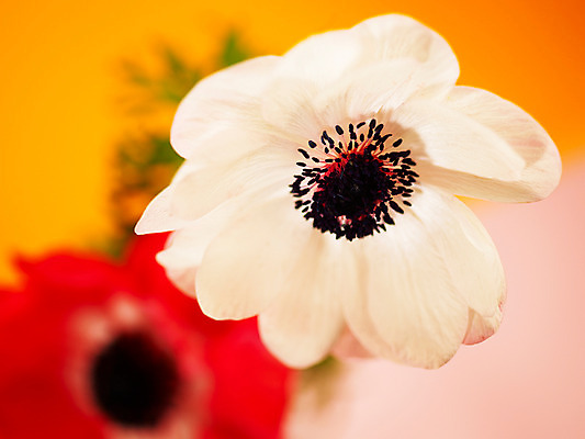 포토 JPG 식물 꽃잎 꽃 백그라운드 봄꽃 자연 근접촬영 사람없음 빨간색 컬러풀 두송이 아네모네 국내포토 뷰포인트 컬러 2 봄 생태계 파일형식