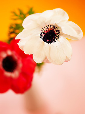 포토 JPG 식물 꽃잎 꽃 컬러 백그라운드 봄꽃 자연 근접촬영 사람없음 아웃포커스 빨간색 컬러풀 흰색 두송이 아네모네 국내포토 뷰포인트 2 촬영기법 봄 생태계 파일형식