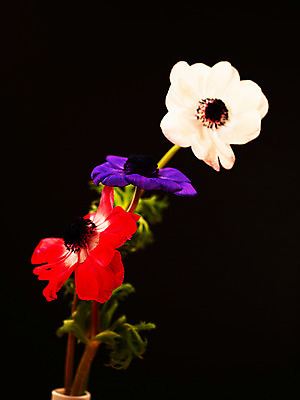 포토 JPG 식물 꽃잎 꽃 여러송이 백그라운드 봄꽃 자연 근접촬영 사람없음 빨간색 컬러풀 꽃병 보라색 꽃대 아네모네 국내포토 뷰포인트 컬러 다수 봄 생태계 파일형식