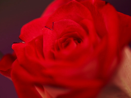 포토 JPG 식물 꽃 컬러 백그라운드 한송이 여름꽃 자연 근접촬영 사람없음 아웃포커스 빨간색 장미 로지타벤델라 국내포토 1 뷰포인트 촬영기법 생태계 송이 파일형식