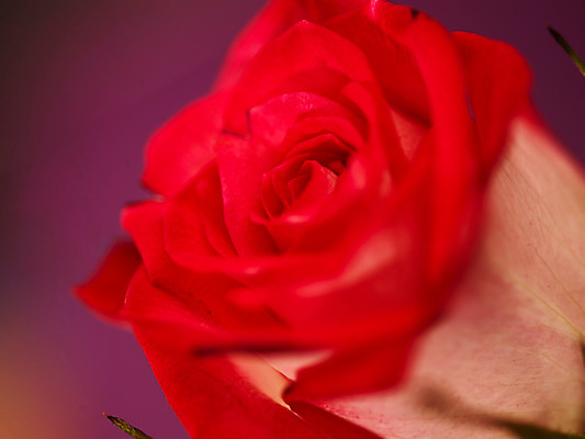 포토 JPG 식물 꽃 컬러 백그라운드 한송이 여름꽃 자연 근접촬영 사람없음 아웃포커스 빨간색 장미 로지타벤델라 국내포토 1 뷰포인트 촬영기법 생태계 송이 파일형식