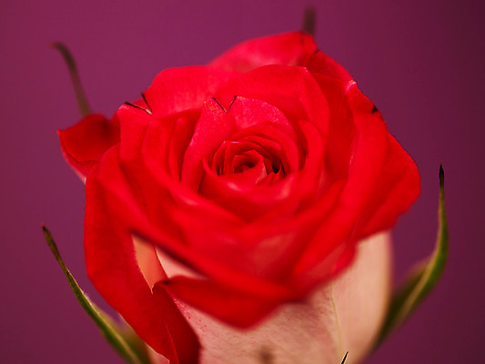 포토 JPG 식물 꽃 컬러 백그라운드 한송이 여름꽃 자연 근접촬영 사람없음 아웃포커스 빨간색 장미 로지타벤델라 국내포토 1 뷰포인트 촬영기법 생태계 송이 파일형식