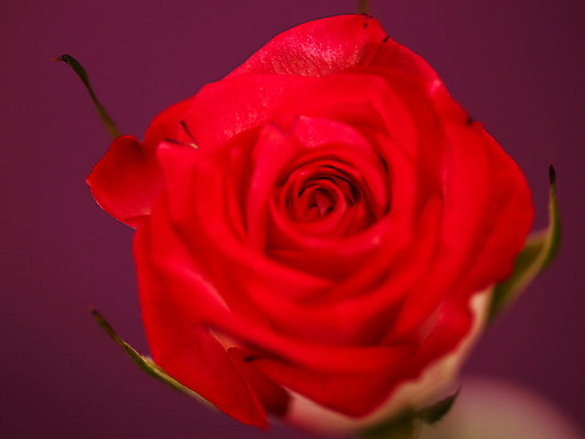 포토 JPG 식물 꽃 컬러 백그라운드 한송이 여름꽃 자연 근접촬영 사람없음 아웃포커스 빨간색 장미 로지타벤델라 국내포토 1 뷰포인트 촬영기법 생태계 송이 파일형식