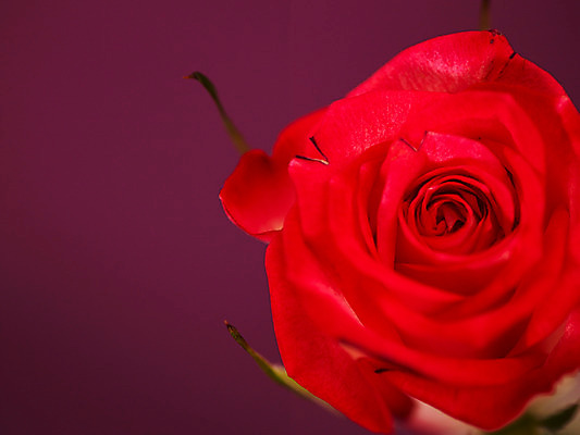 포토 JPG 식물 꽃 컬러 백그라운드 한송이 여름꽃 자연 근접촬영 사람없음 아웃포커스 빨간색 장미 로지타벤델라 국내포토 1 뷰포인트 촬영기법 생태계 송이 파일형식