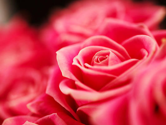 포토 JPG 식물 꽃 분홍색 컬러 여러송이 백그라운드 여름꽃 자연 근접촬영 사람없음 아웃포커스 장미 로지타벤델라 국내포토 뷰포인트 다수 촬영기법 생태계 파일형식