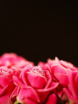 포토 JPG 식물 꽃 분홍색 컬러 여러송이 백그라운드 여름꽃 자연 근접촬영 사람없음 아웃포커스 장미 로지타벤델라 국내포토 뷰포인트 다수 촬영기법 생태계 파일형식