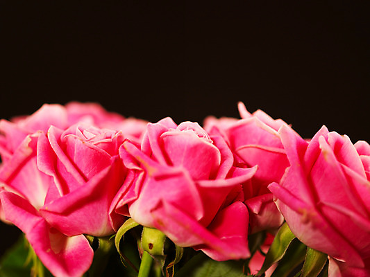 포토 JPG 식물 꽃 분홍색 컬러 여러송이 백그라운드 여름꽃 자연 근접촬영 사람없음 아웃포커스 장미 로지타벤델라 국내포토 뷰포인트 다수 촬영기법 생태계 파일형식