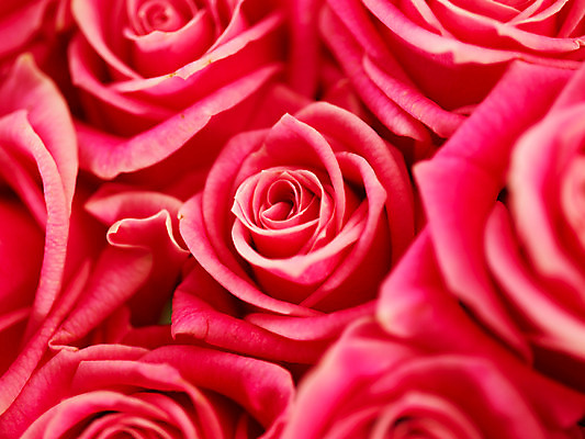 포토 JPG 식물 꽃 분홍색 컬러 여러송이 백그라운드 여름꽃 자연 근접촬영 사람없음 아웃포커스 장미 로지타벤델라 국내포토 뷰포인트 다수 촬영기법 생태계 파일형식