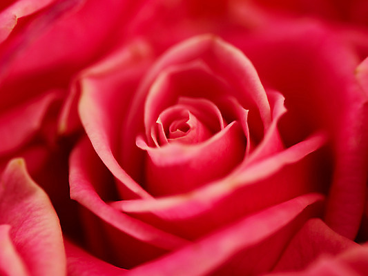 포토 JPG 식물 꽃 분홍색 컬러 백그라운드 한송이 여름꽃 자연 근접촬영 사람없음 아웃포커스 장미 로지타벤델라 국내포토 1 뷰포인트 촬영기법 생태계 송이 파일형식