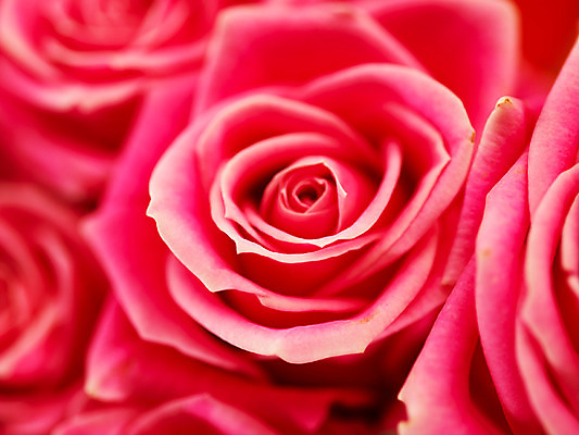 포토 JPG 식물 꽃 분홍색 컬러 여러송이 백그라운드 여름꽃 자연 근접촬영 사람없음 아웃포커스 장미 로지타벤델라 국내포토 뷰포인트 다수 촬영기법 생태계 파일형식