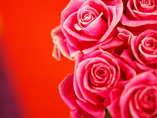 포토 JPG 식물 꽃 분홍색 컬러 여러송이 백그라운드 여름꽃 자연 근접촬영 사람없음 아웃포커스 장미 로지타벤델라 국내포토 뷰포인트 다수 촬영기법 생태계 파일형식