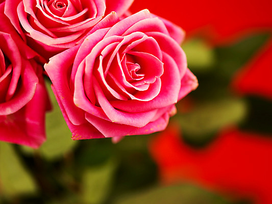 포토 JPG 식물 꽃 분홍색 컬러 백그라운드 여름꽃 자연 근접촬영 사람없음 아웃포커스 장미 세송이 로지타벤델라 국내포토 뷰포인트 촬영기법 3 생태계 파일형식