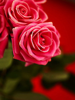 포토 JPG 식물 꽃 분홍색 컬러 백그라운드 여름꽃 자연 근접촬영 사람없음 아웃포커스 장미 두송이 로지타벤델라 국내포토 뷰포인트 2 촬영기법 생태계 파일형식