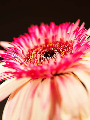 포토 JPG 식물 꽃 부케 백그라운드 한송이 가을꽃 근접촬영 사람없음 아웃포커스 컬러풀 거베라 국내포토 1 뷰포인트 컬러 꽃다발 촬영기법 송이 파일형식 가을_계절