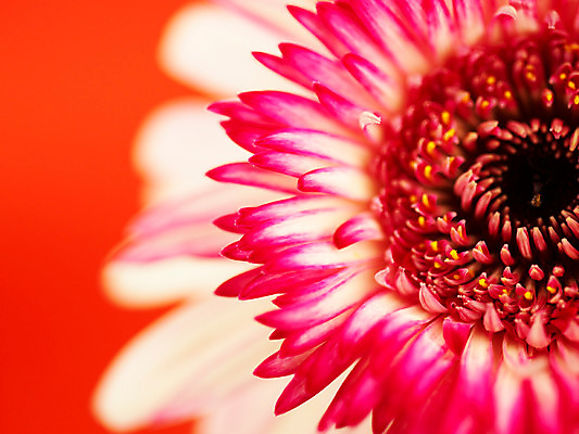 포토 JPG 식물 꽃 부케 백그라운드 한송이 가을꽃 근접촬영 사람없음 아웃포커스 컬러풀 거베라 국내포토 1 뷰포인트 컬러 꽃다발 촬영기법 송이 파일형식 가을_계절