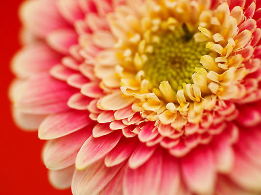 포토 JPG 식물 꽃 부케 백그라운드 한송이 가을꽃 근접촬영 사람없음 아웃포커스 컬러풀 거베라 국내포토 1 뷰포인트 컬러 꽃다발 촬영기법 송이 파일형식 가을_계절