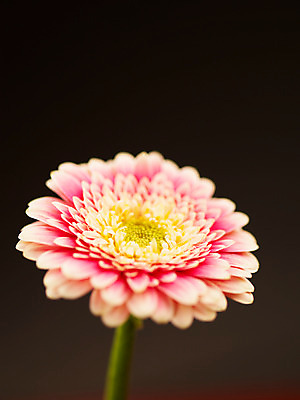 포토 JPG 식물 꽃 부케 백그라운드 한송이 가을꽃 근접촬영 사람없음 아웃포커스 컬러풀 거베라 국내포토 1 뷰포인트 컬러 꽃다발 촬영기법 송이 파일형식 가을_계절