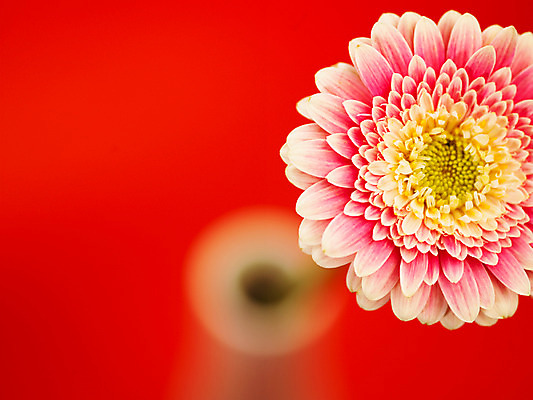 포토 JPG 식물 꽃 부케 백그라운드 한송이 가을꽃 근접촬영 사람없음 아웃포커스 컬러풀 꽃병 거베라 국내포토 1 뷰포인트 컬러 꽃다발 촬영기법 송이 파일형식 가을_계절