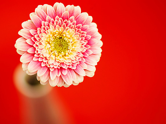 포토 JPG 식물 꽃 부케 백그라운드 한송이 가을꽃 근접촬영 사람없음 아웃포커스 컬러풀 꽃병 거베라 국내포토 1 뷰포인트 컬러 꽃다발 촬영기법 송이 파일형식 가을_계절