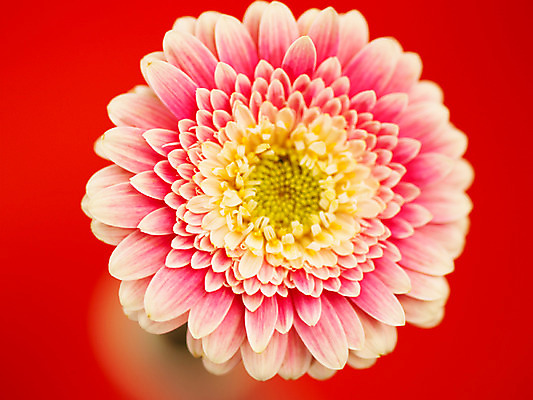 포토 JPG 식물 꽃 부케 백그라운드 한송이 가을꽃 근접촬영 사람없음 아웃포커스 컬러풀 거베라 국내포토 1 뷰포인트 컬러 꽃다발 촬영기법 송이 파일형식 가을_계절