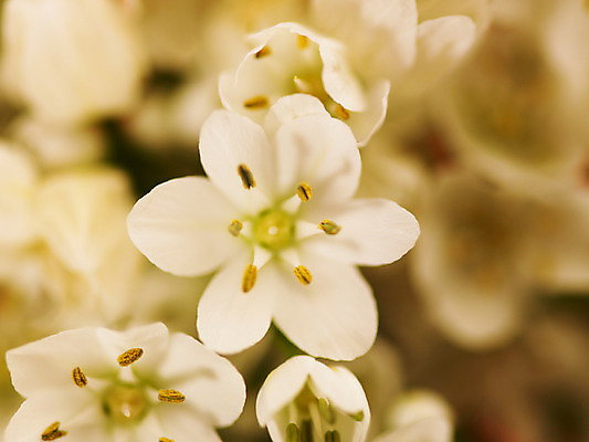 포토 식물 꽃 뷰포인트 컬러 다수 촬영기법 파일형식 부케 호아니 근접촬영 백그라운드 흰색 JPG 사람없음 여러송이 아웃포커스 꽃술_꽃 국내포토