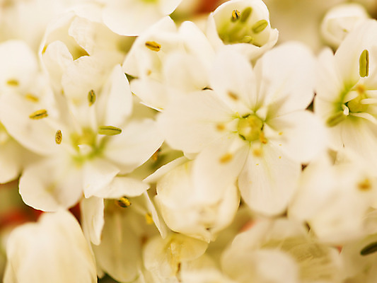 포토 식물 꽃 뷰포인트 컬러 다수 촬영기법 파일형식 부케 호아니 근접촬영 백그라운드 흰색 JPG 사람없음 여러송이 아웃포커스 꽃술_꽃 국내포토