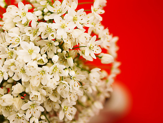 포토 식물 꽃 뷰포인트 컬러 다수 촬영기법 파일형식 부케 호아니 근접촬영 흰색 JPG 사람없음 백그라운드 여러송이 아웃포커스 꽃술_꽃 국내포토