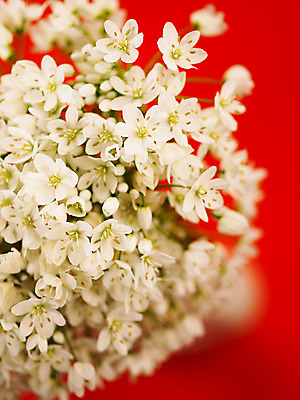 포토 식물 꽃 뷰포인트 컬러 다수 촬영기법 파일형식 부케 호아니 근접촬영 흰색 JPG 사람없음 백그라운드 여러송이 아웃포커스 꽃술_꽃 국내포토