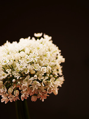 포토 식물 꽃 뷰포인트 컬러 다수 촬영기법 파일형식 부케 호아니 흰색 JPG 사람없음 백그라운드 근접촬영 여러송이 아웃포커스 꽃술_꽃 국내포토