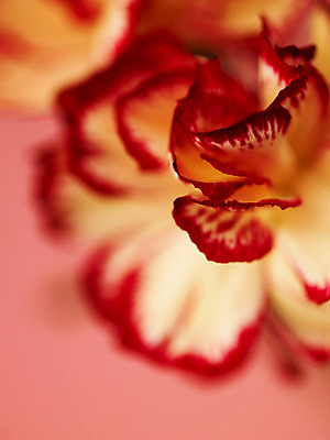 포토 JPG 식물 꽃잎 꽃 컬러 백그라운드 한송이 근접촬영 사람없음 아웃포커스 빨간색 컬러풀 카네이션 국내포토 1 뷰포인트 촬영기법 송이 파일형식