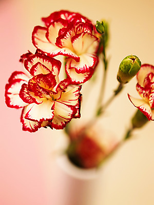 포토 JPG 식물 꽃잎 꽃 줄기 컬러 여러송이 백그라운드 근접촬영 사람없음 아웃포커스 빨간색 컬러풀 꽃병 카네이션 꽃봉오리 꽃대 국내포토 뷰포인트 다수 촬영기법 파일형식